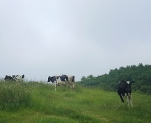 走る牛の写真
