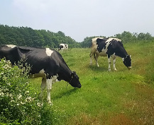 食事中の牛の写真