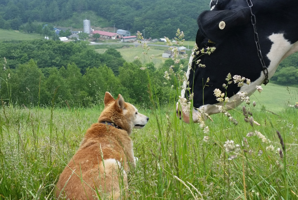 牛と犬の写真