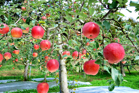 リンゴ畑の写真